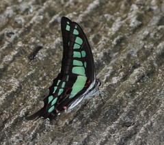 Graphium cloanthus