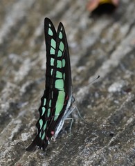 Graphium cloanthus