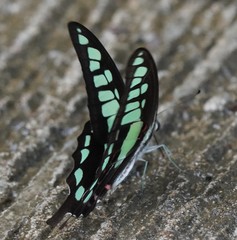 Graphium cloanthus