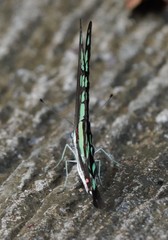 Graphium cloanthus