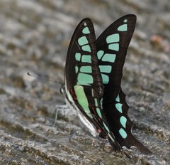 Graphium cloanthus