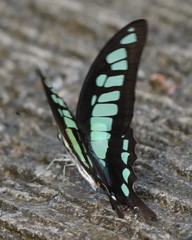 Graphium cloanthus