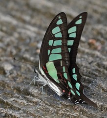 Graphium cloanthus