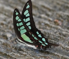 Graphium cloanthus