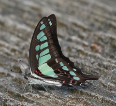 Graphium cloanthus
