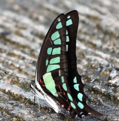 Graphium cloanthus