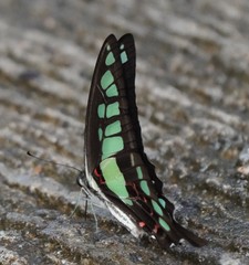Graphium cloanthus