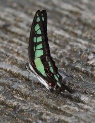 Graphium cloanthus