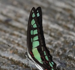 Graphium cloanthus