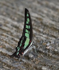 Graphium cloanthus