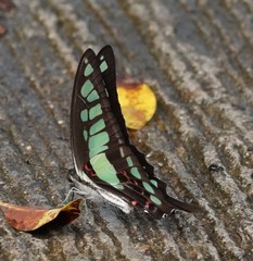 Graphium cloanthus