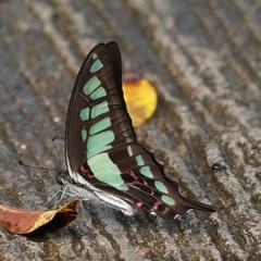 Graphium cloanthus