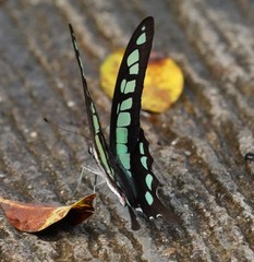 Graphium cloanthus