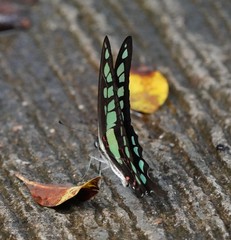 Graphium cloanthus