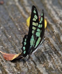 Graphium cloanthus