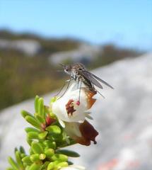 Erica depressa