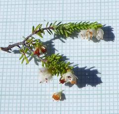 Erica depressa