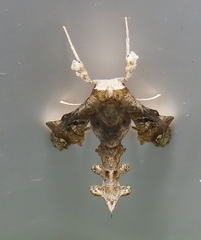 Terastia africana