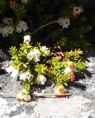 Erica depressa