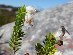 Erica depressa