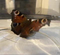 Aglais io