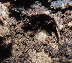 Mecynorhina passerinii