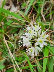 Allium ericetorum