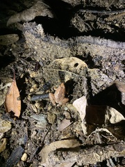 Microhyla okinavensis