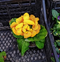 Calceolaria × herbeohybrida