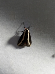 Rajendra perrottetii