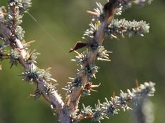 Aspalathus acanthophylla