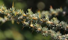 Aspalathus acanthophylla