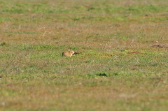 Spermophilus pygmaeus