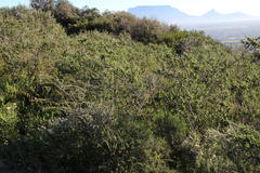 Aspalathus acanthophylla