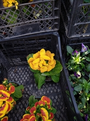 Calceolaria × herbeohybrida