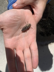 Chalcophora georgiana