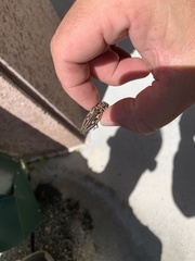 Chalcophora georgiana