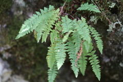 Dryopteris fragrans