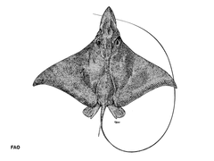 Longhead Eagle Ray photo 4