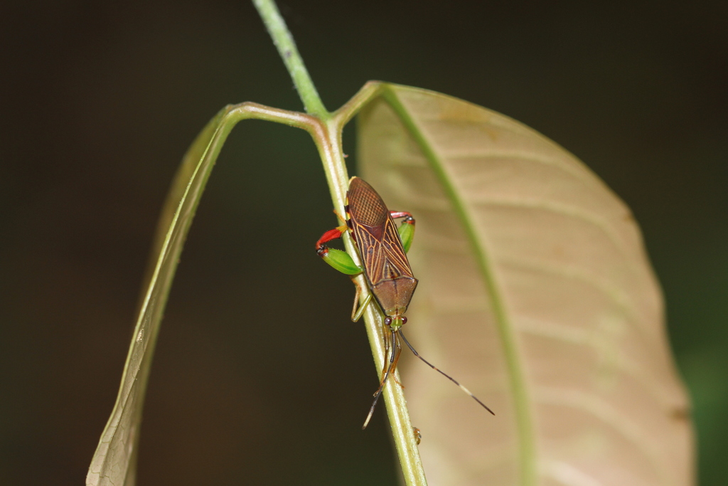 Melucha dilatata