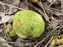 Scleroderma citrinum