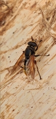 Crepidomyia