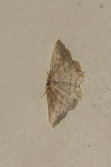 Megalycinia serraria