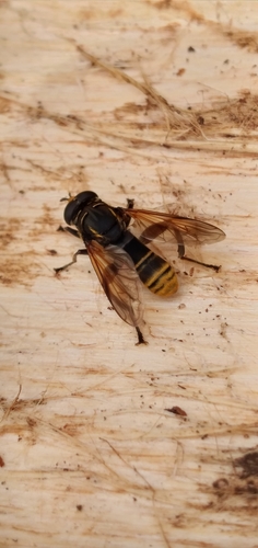 Sterphus shannoni