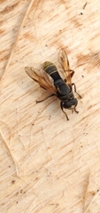 Crepidomyia