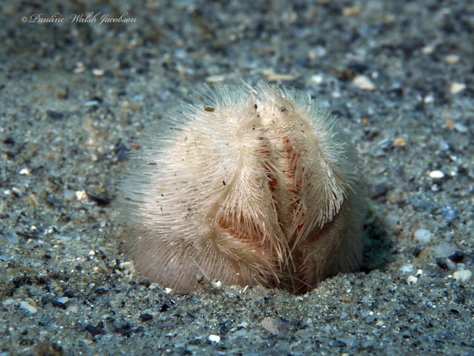 Atlantic heart sea urchin