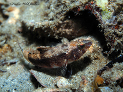 Pygmy Sea Bass photo 3