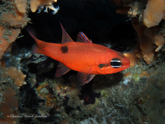 Apogon maculatus