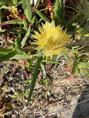 Carpobrotus edulis edulis