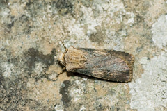 Agrotis puta